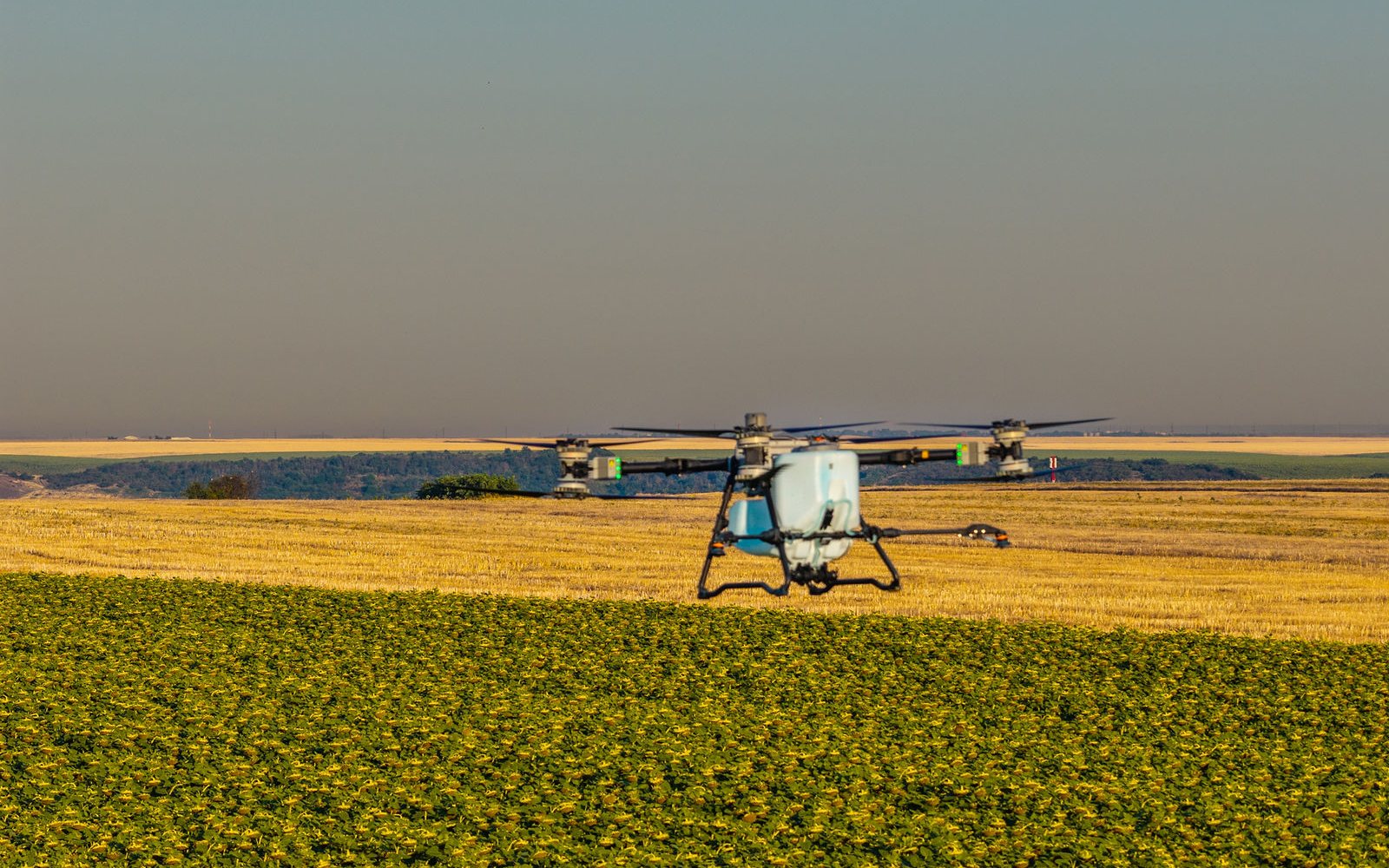 DJI Agras T100 în zbor jos, deasupra culturii, la apus