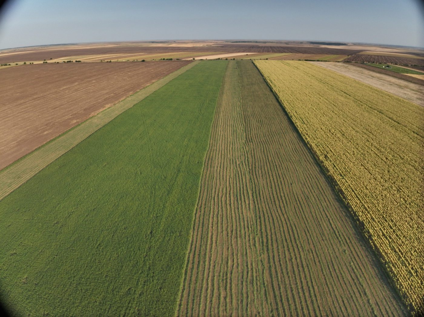 Parcele agricole fotografiate din zbor: grâu, lucernă cosită și floarea-soarelui